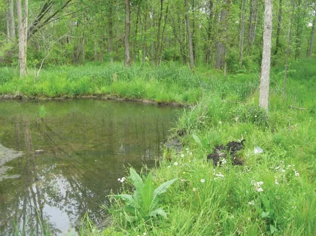 Pond water and greenery 